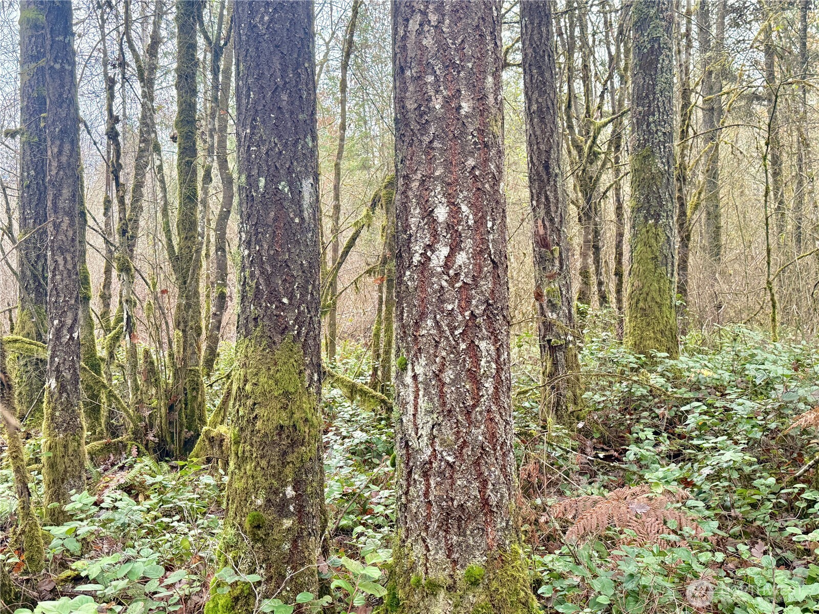 298 Boone Road , Toledo, WA 98591