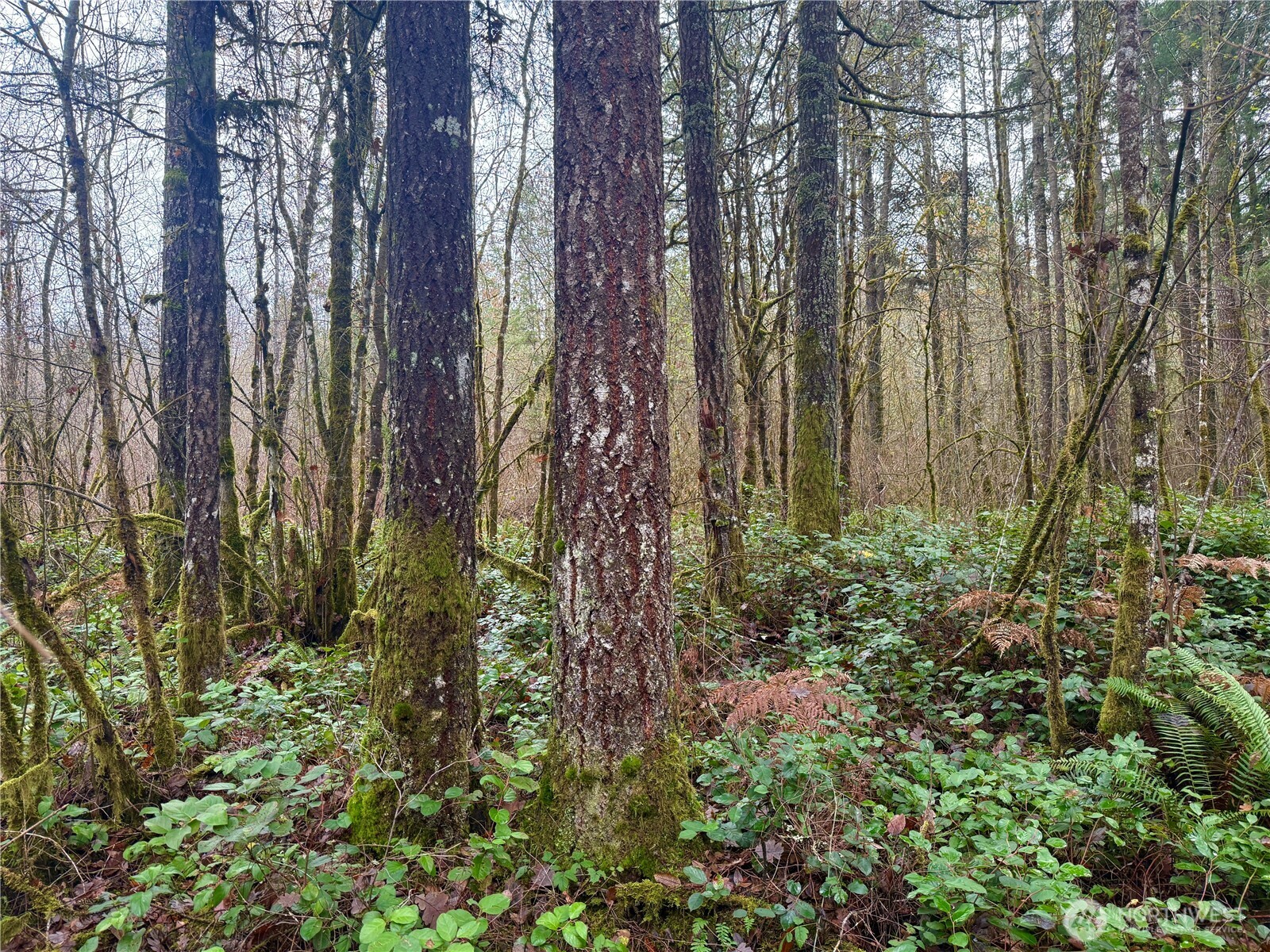 298 Boone Road , Toledo, WA 98591