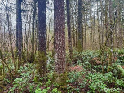 298 Boone Road , Toledo, WA 98591 - Photo 21