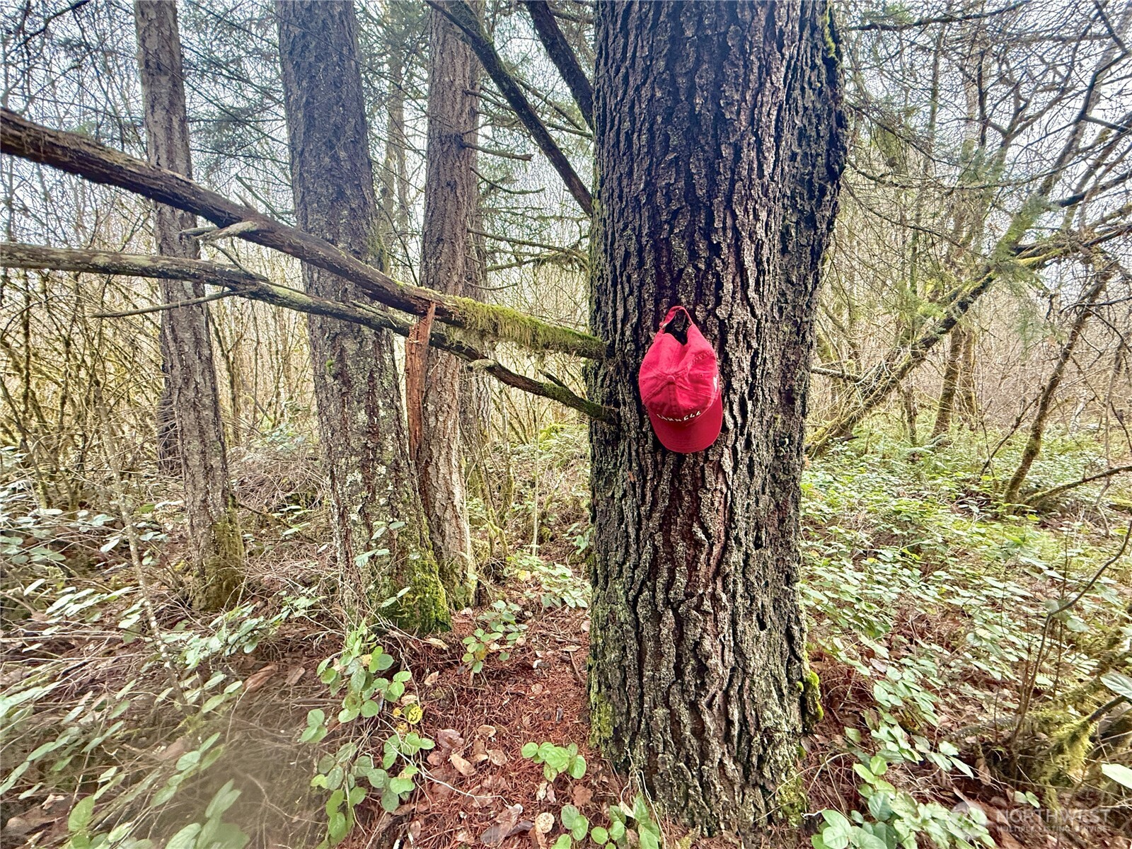 298 Boone Road , Toledo, WA 98591