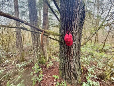 298 Boone Road , Toledo, WA 98591 - Photo 22