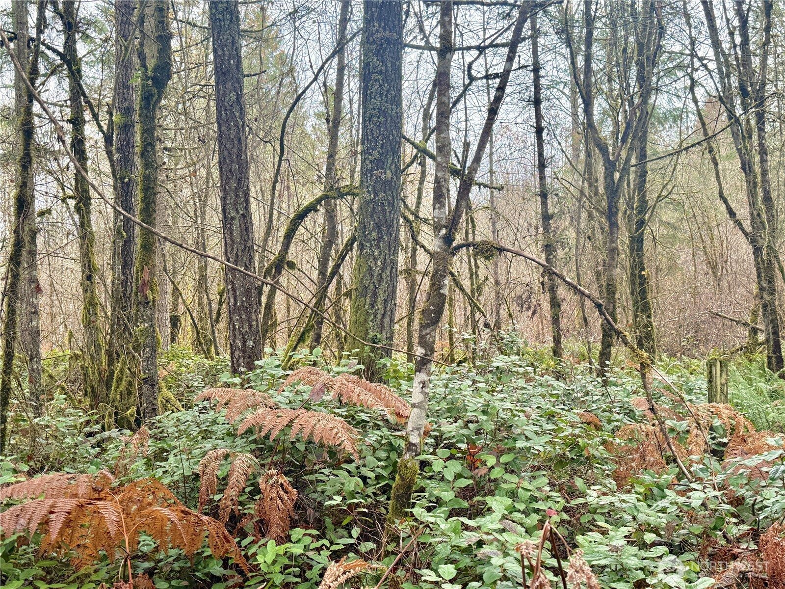 298 Boone Road , Toledo, WA 98591