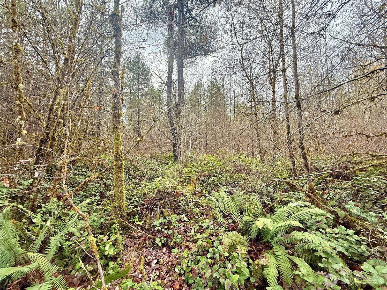 298 Boone Road , Toledo, WA 98591