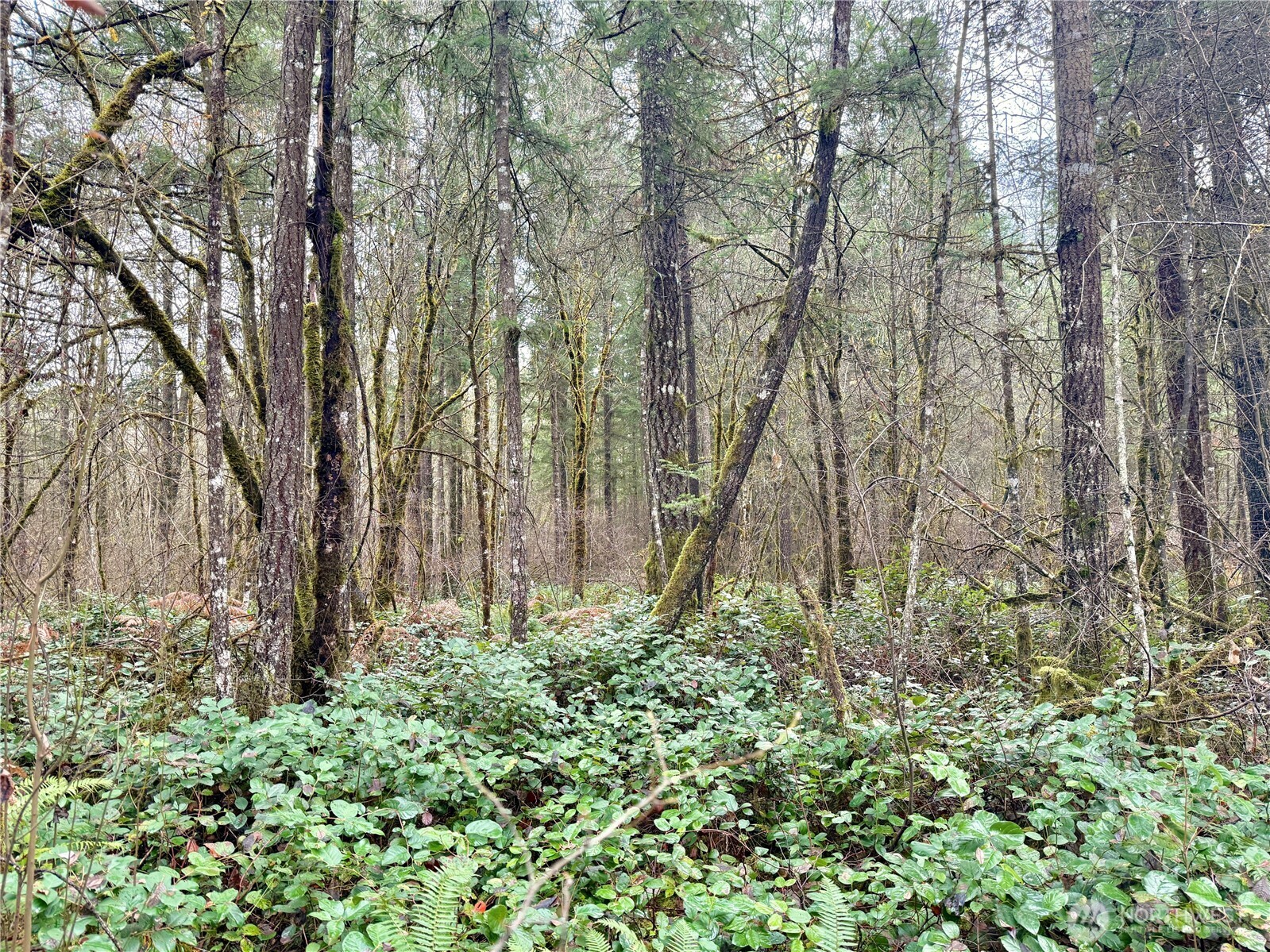 298 Boone Road , Toledo, WA 98591