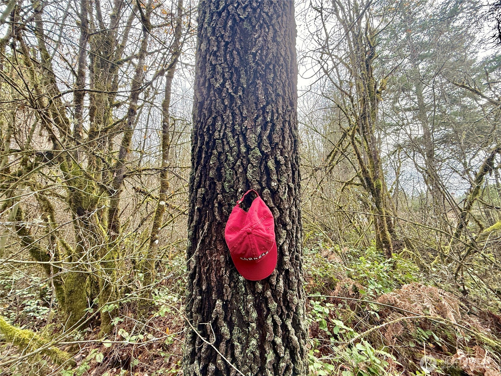 298 Boone Road , Toledo, WA 98591