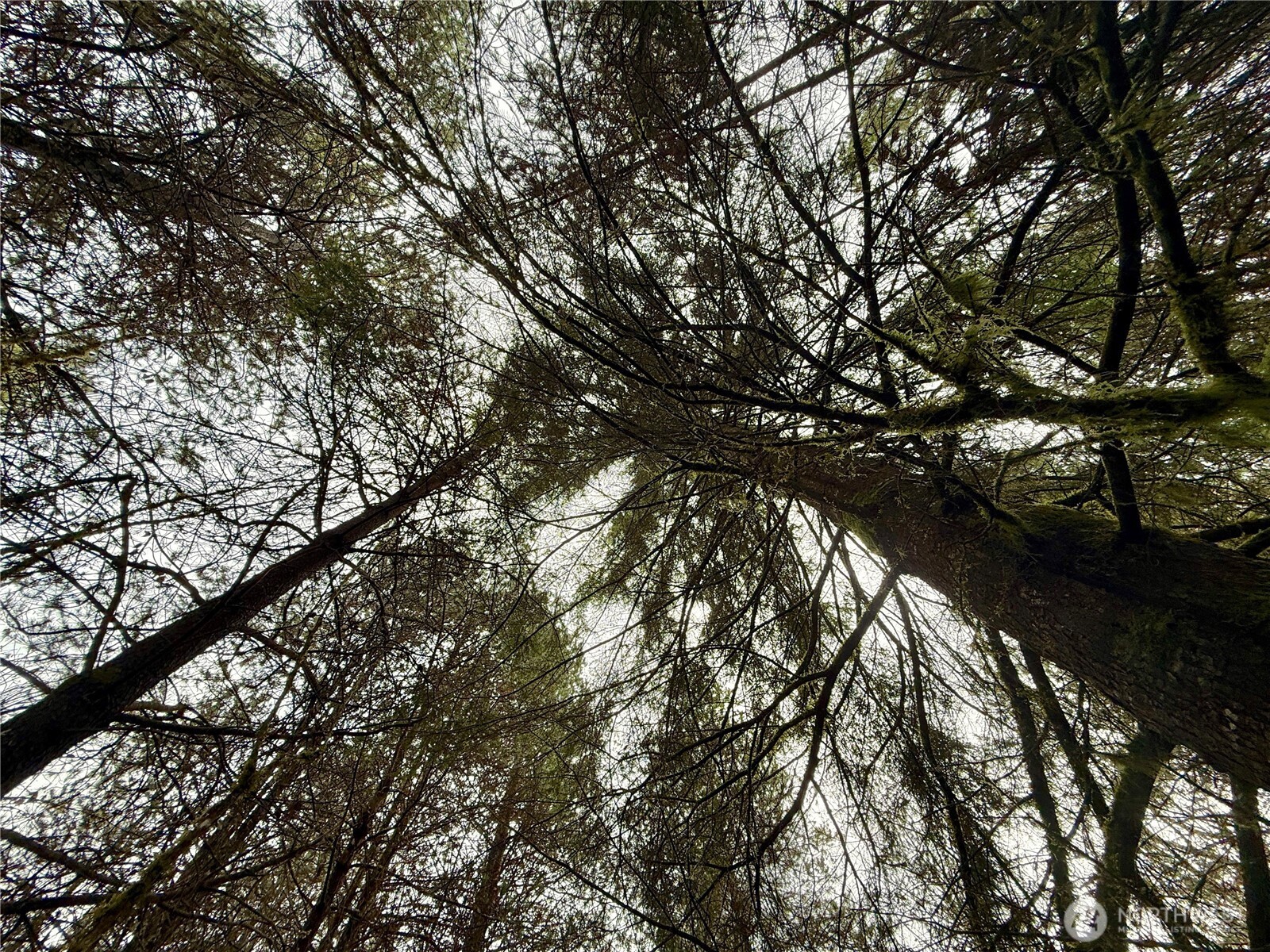 298 Boone Road , Toledo, WA 98591