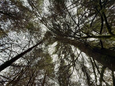 298 Boone Road , Toledo, WA 98591 - Photo 29