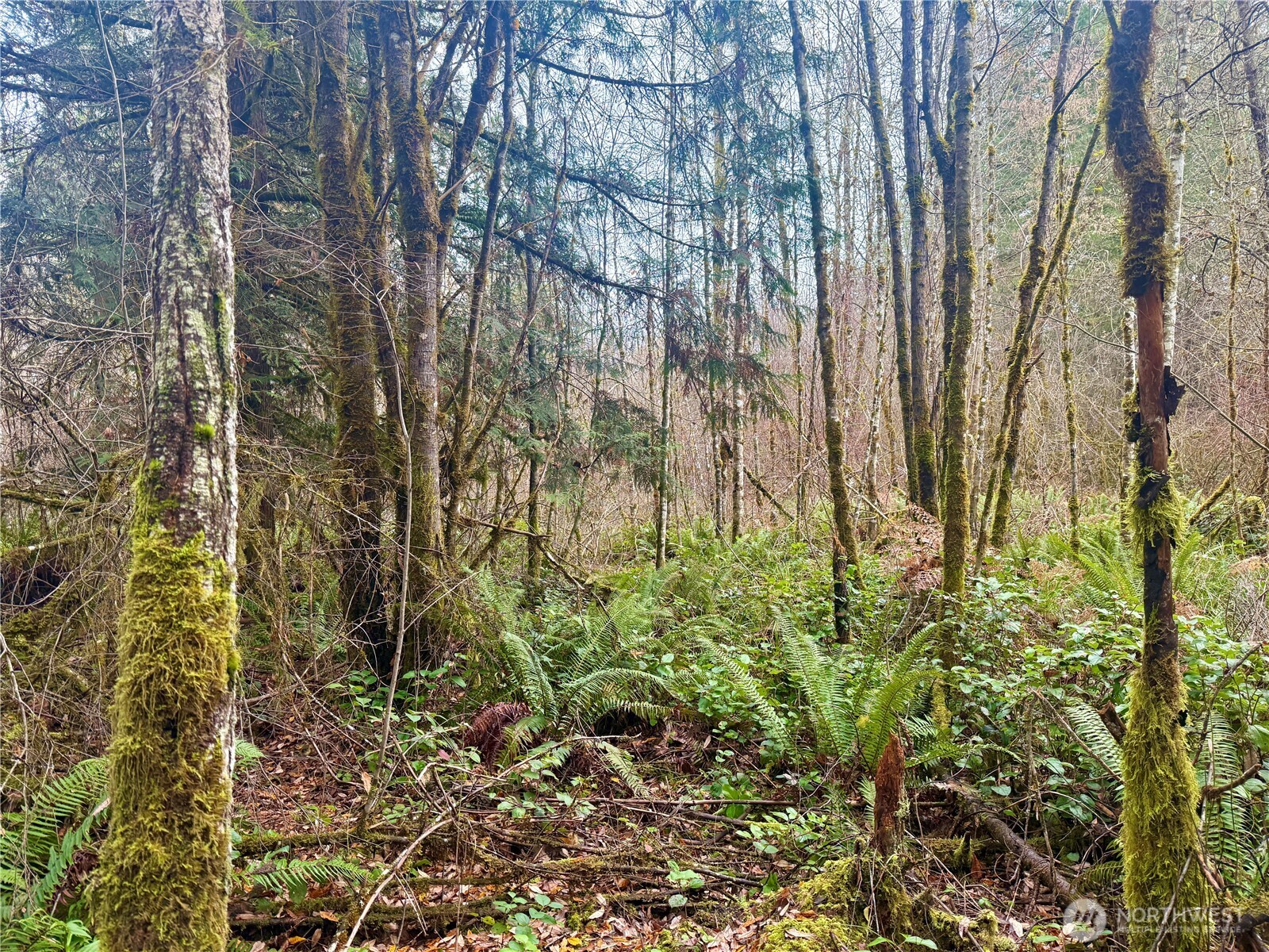 298 Boone Road , Toledo, WA 98591