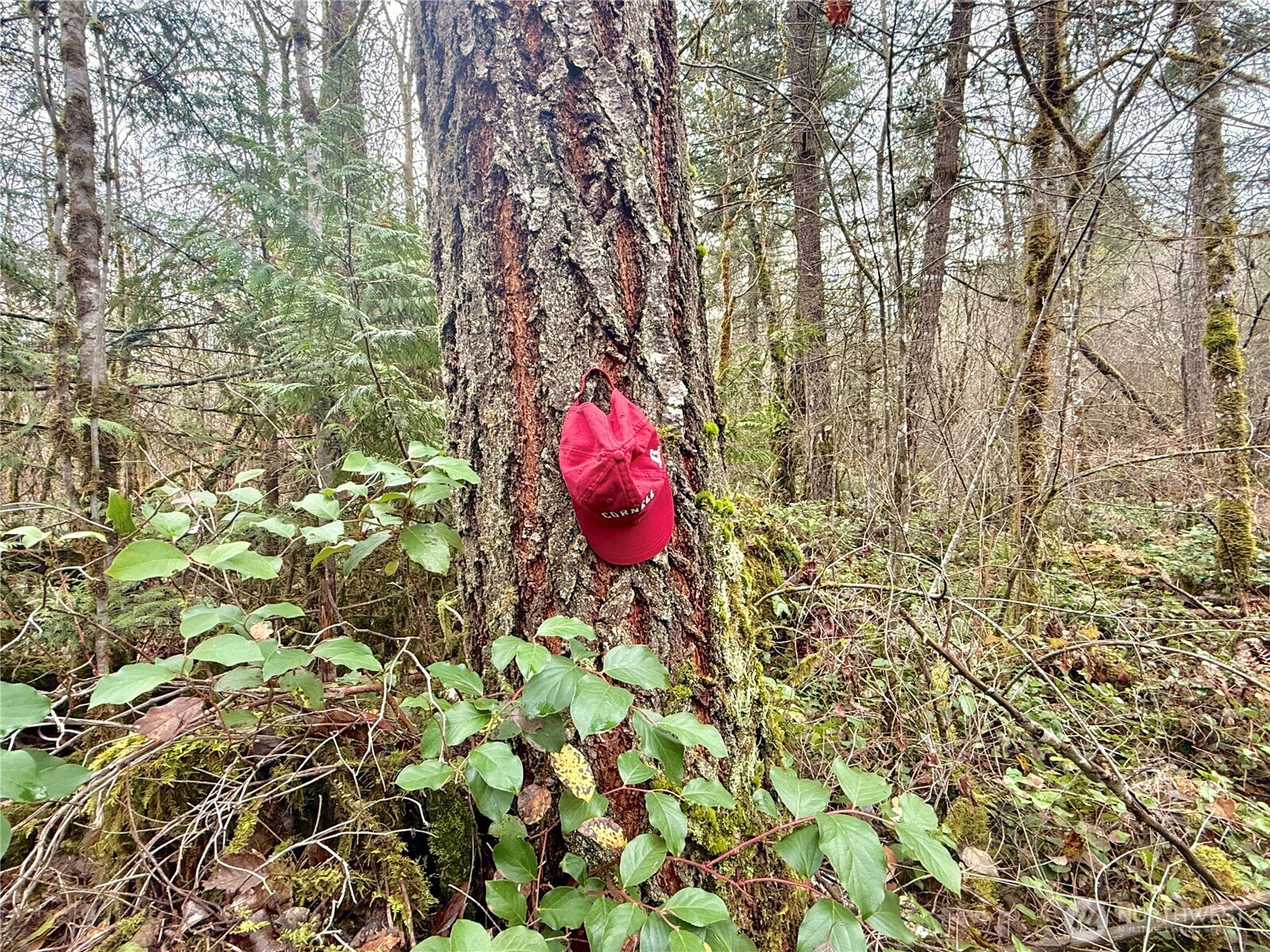 298 Boone Road , Toledo, WA 98591