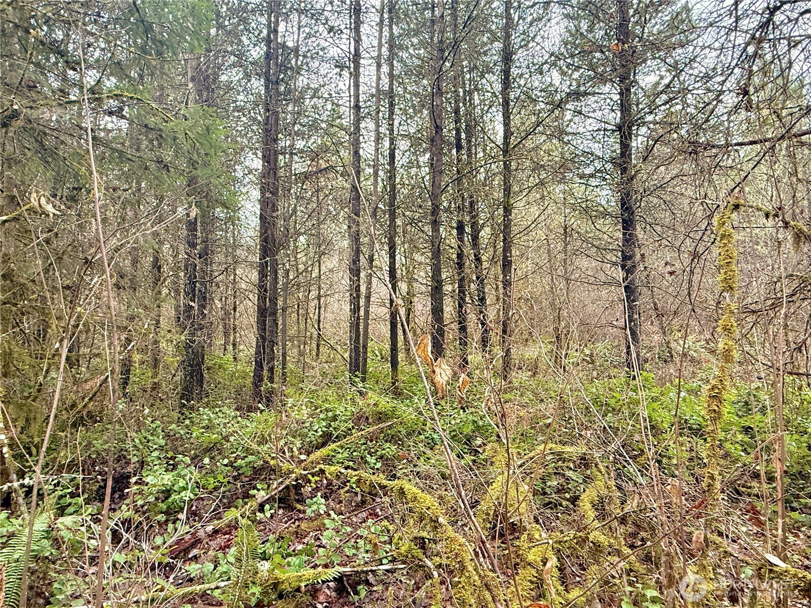 298 Boone Road , Toledo, WA 98591