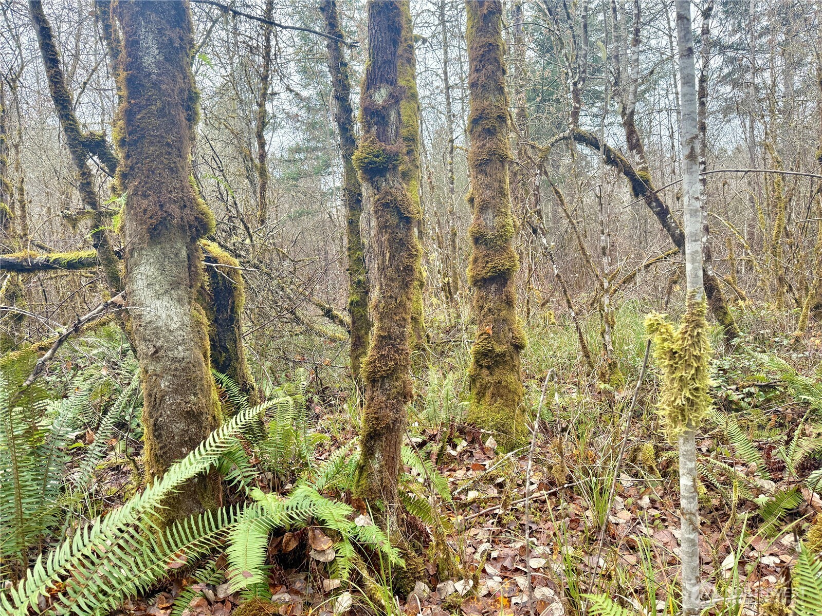 298 Boone Road , Toledo, WA 98591