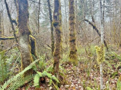 298 Boone Road , Toledo, WA 98591 - Photo 34