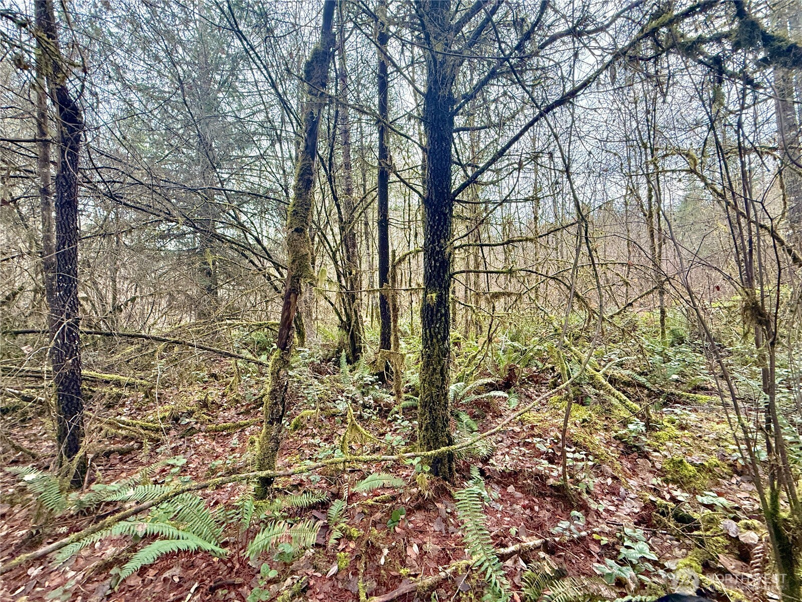 298 Boone Road , Toledo, WA 98591