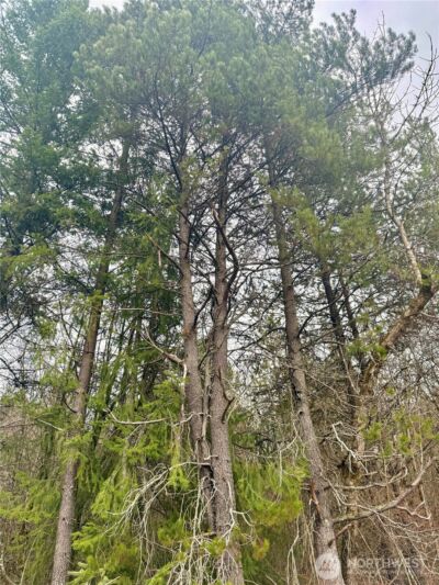 298 Boone Road , Toledo, WA 98591 - Photo 36