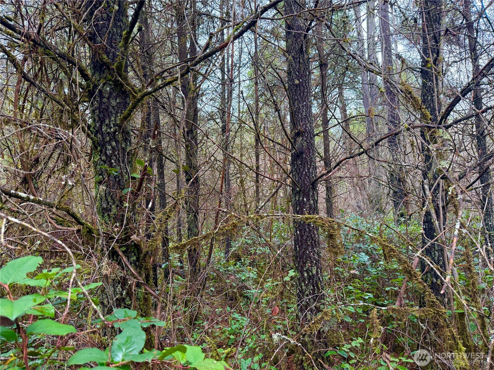 298 Boone Road , Toledo, WA 98591