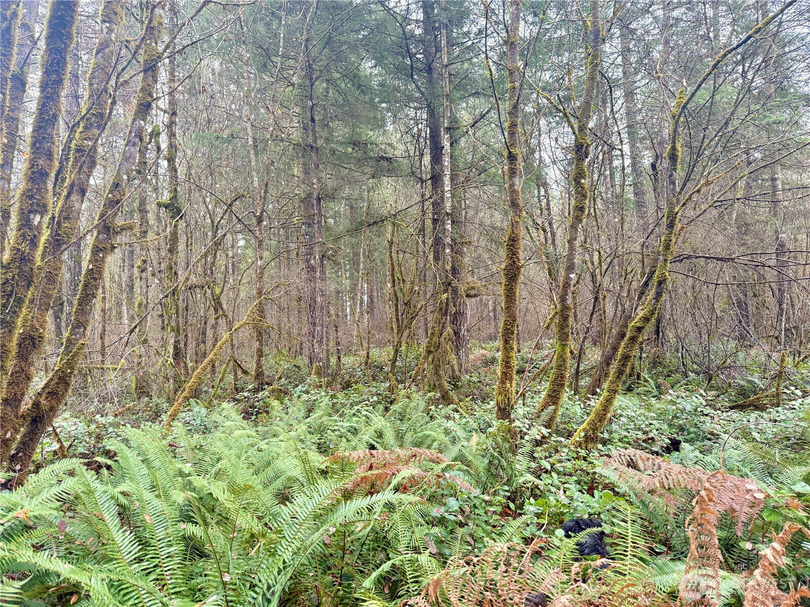 298 Boone Road , Toledo, WA 98591