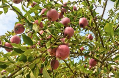 378 Burnt Ridge Road , Onalaska, WA 98570 - Photo 40