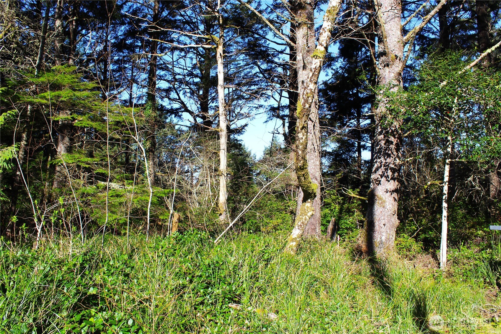 43 Dolphin Lane , Copalis Beach, WA 98535