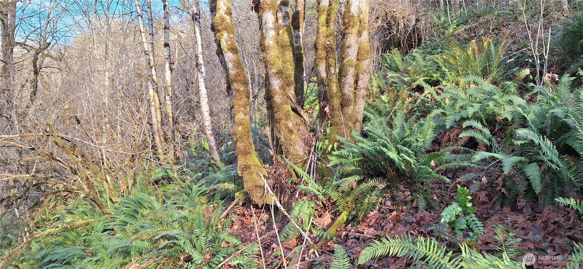 1586 King Road , Winlock, WA 98596