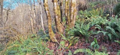 1586 King Road , Winlock, WA 98596 - Photo 21