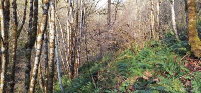 1586 King Road , Winlock, WA 98596 - Photo 22