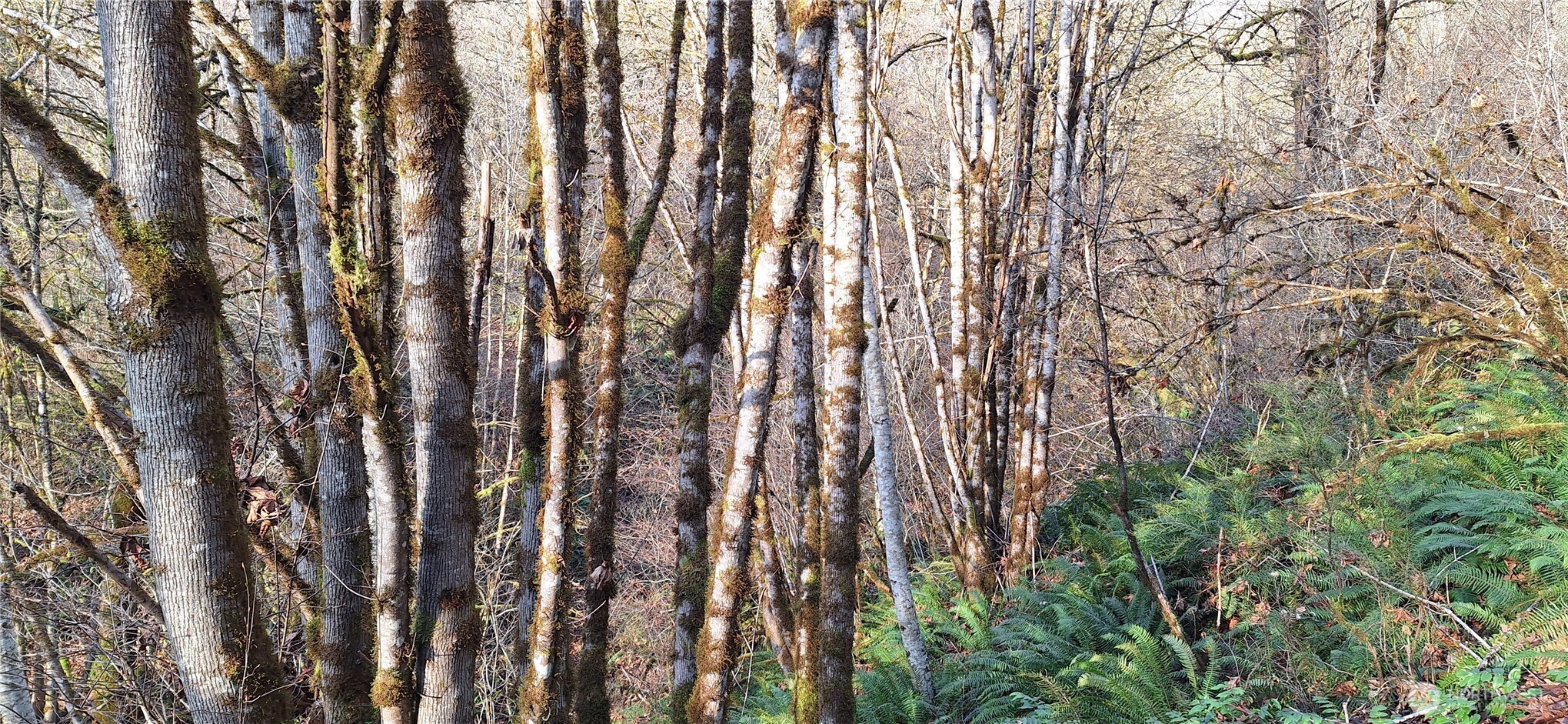 1586 King Road , Winlock, WA 98596