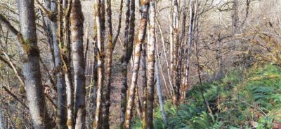 1586 King Road , Winlock, WA 98596 - Photo 23