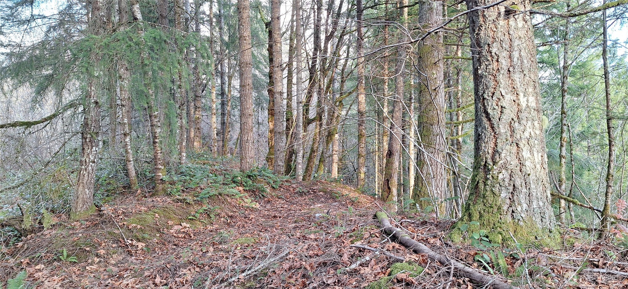 1586 King Road , Winlock, WA 98596