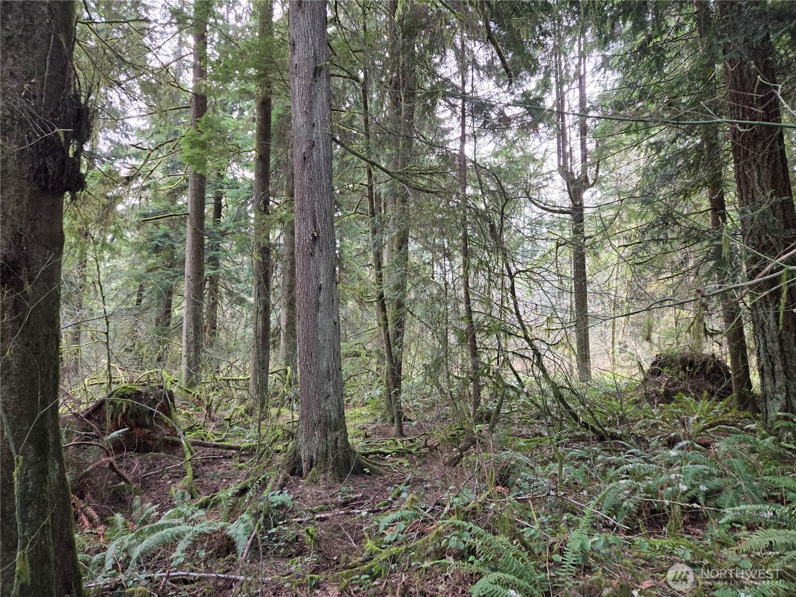 197 xx 242nd Avenue NE, Woodinville, WA 98077