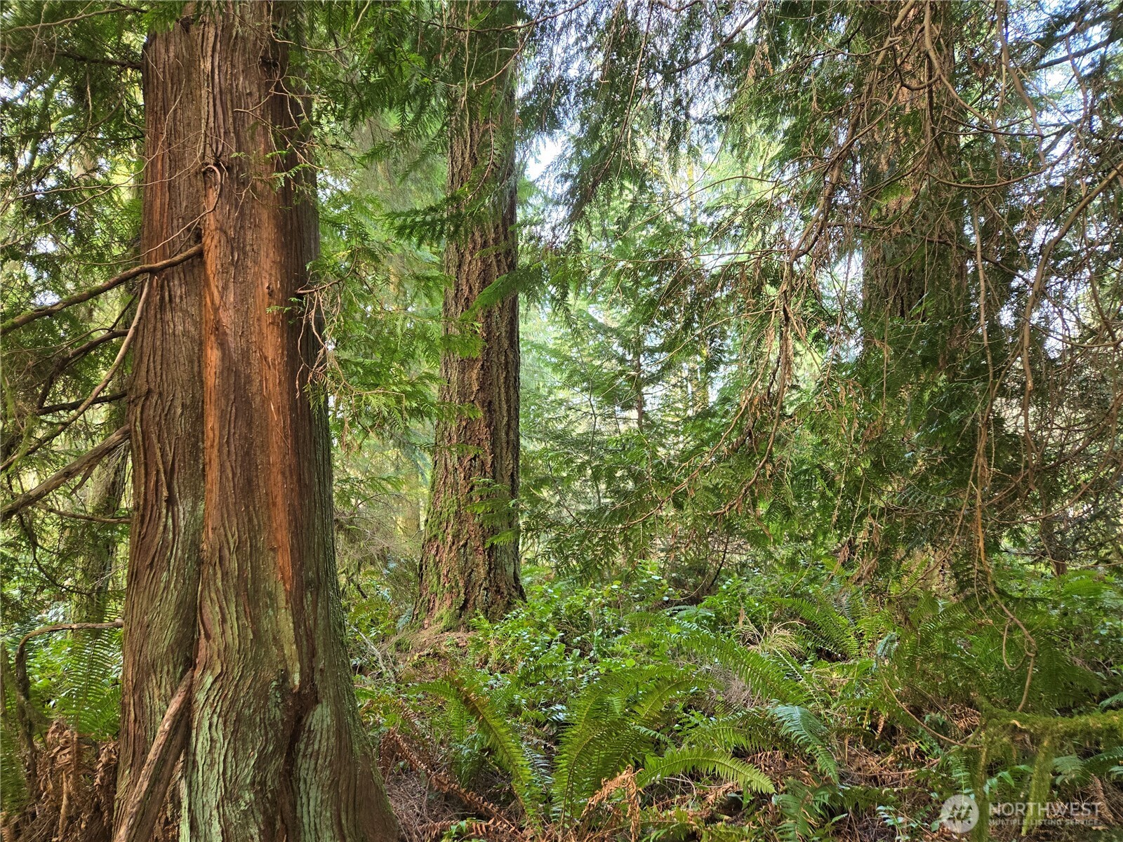 197 xx 242nd Avenue NE, Woodinville, WA 98077