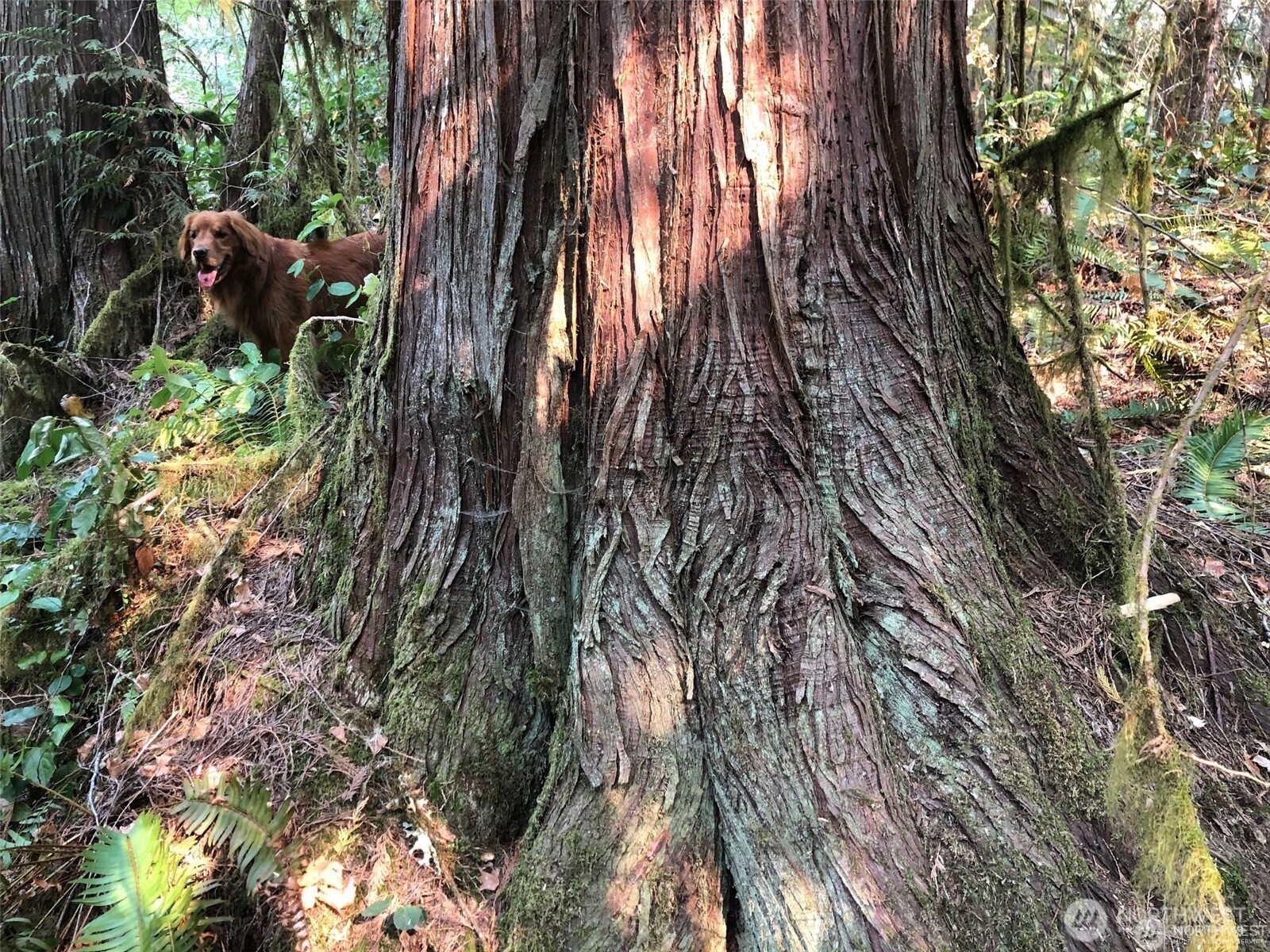 7530 Powerline Rd , Marblemount, WA 98267