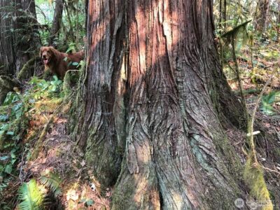 7530 Powerline Rd , Marblemount, WA 98267 - Photo 6