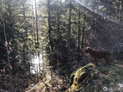 7530 Powerline Rd , Marblemount, WA 98267 - Photo 7