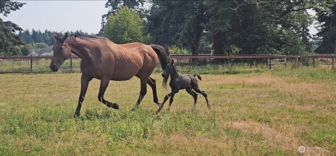 8106 Spurgeon Creek Road SE, Olympia, WA 98503