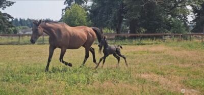 8106 Spurgeon Creek Road SE, Olympia, WA 98503 - Photo 26