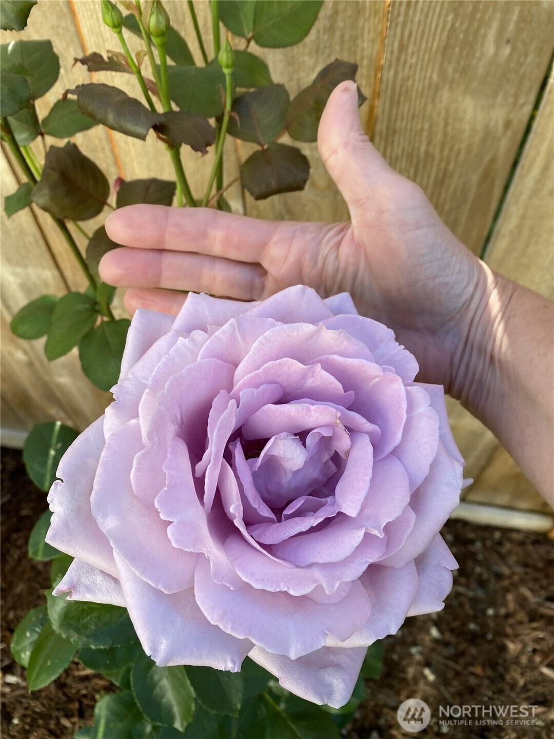 26733 227th Avenue SE, Maple Valley, WA 98038