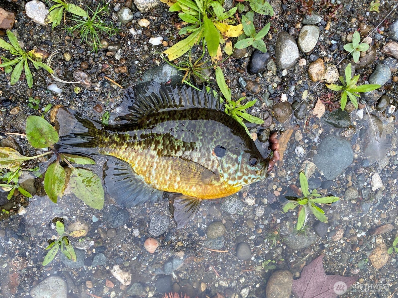 323 75th Street SE #B10, Everett, WA 98203