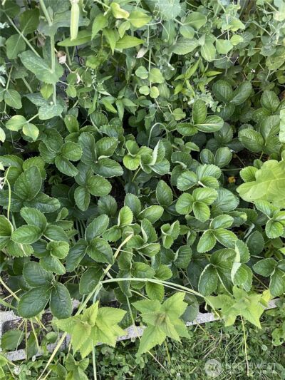 8365 Golden Valley Boulevard , Maple Falls, WA 98266 - Photo 27