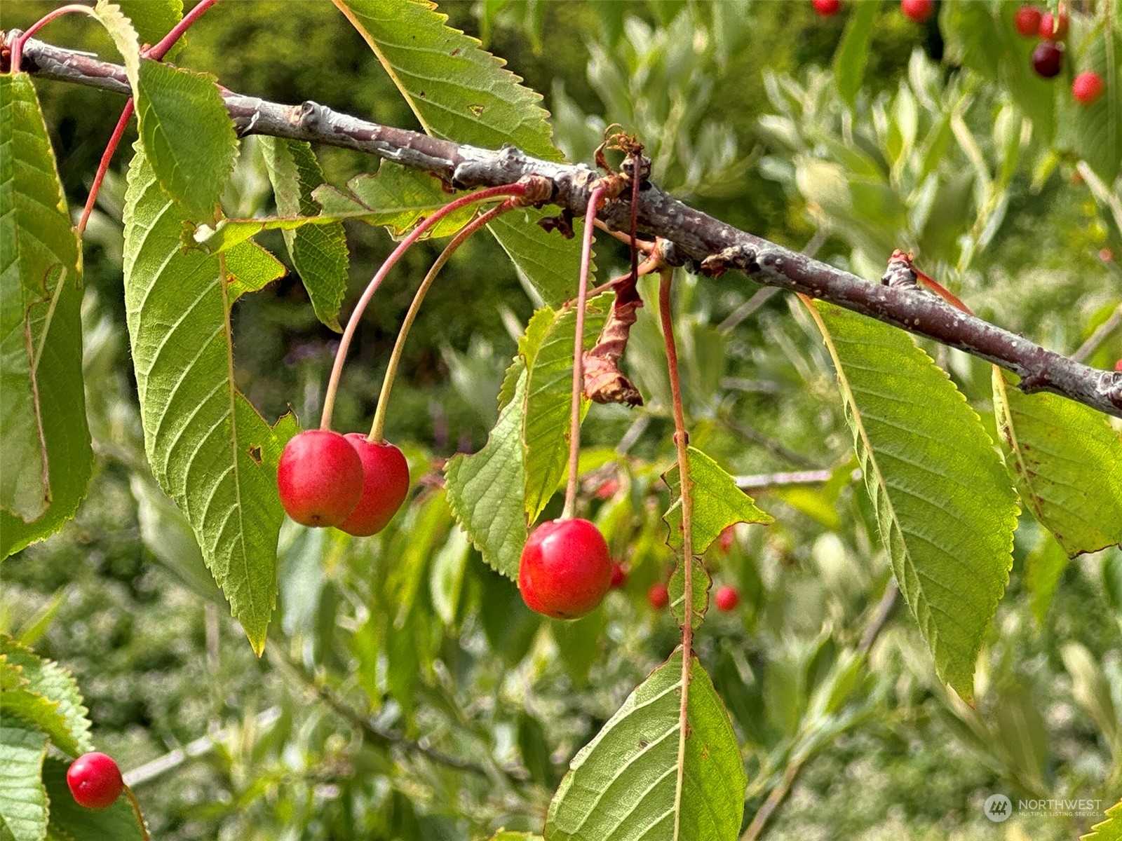 9999 E Railroad Avenue , Port Angeles, WA 98362