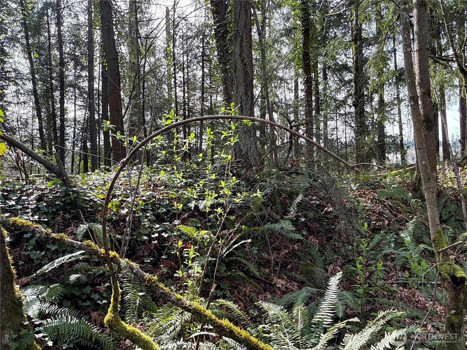 149 XX 175th Avenue SE, Renton, WA 98059