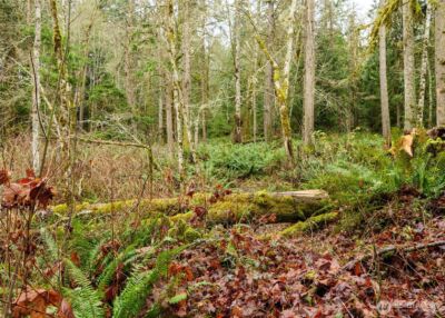 0 NKA Scribner Road , Port Angeles, WA 98362 - Photo 28