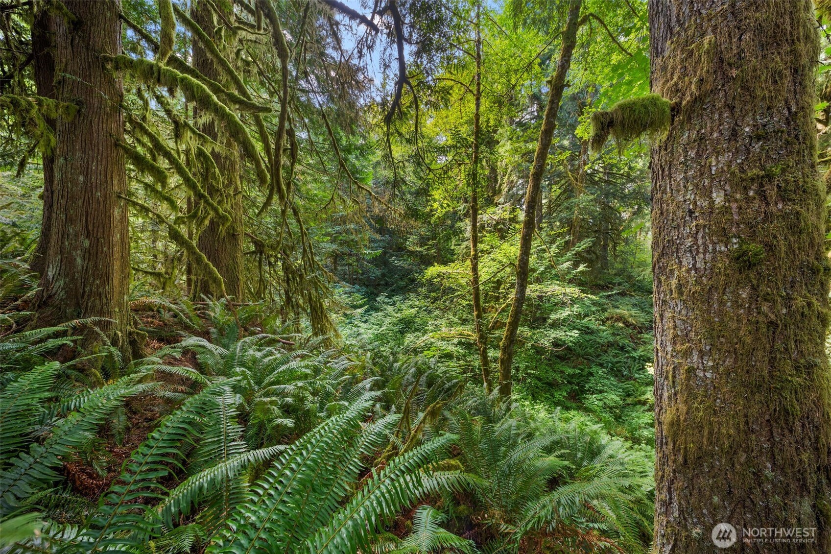 3211 W Little Egypt , Shelton, WA 98584