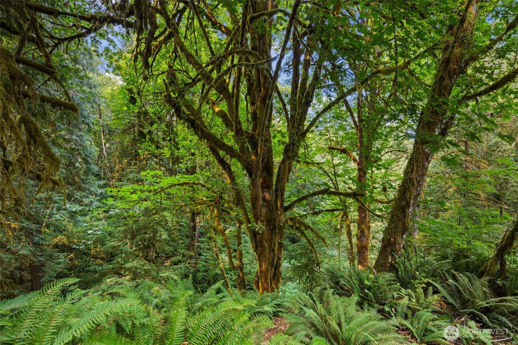 3211 W Little Egypt , Shelton, WA 98584