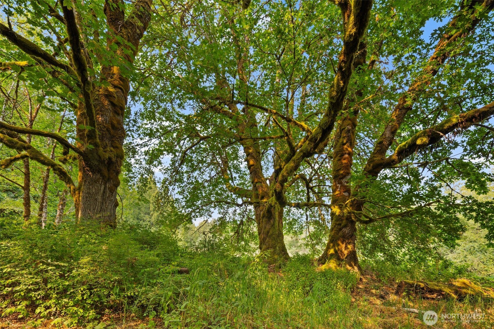 3211 W Little Egypt , Shelton, WA 98584