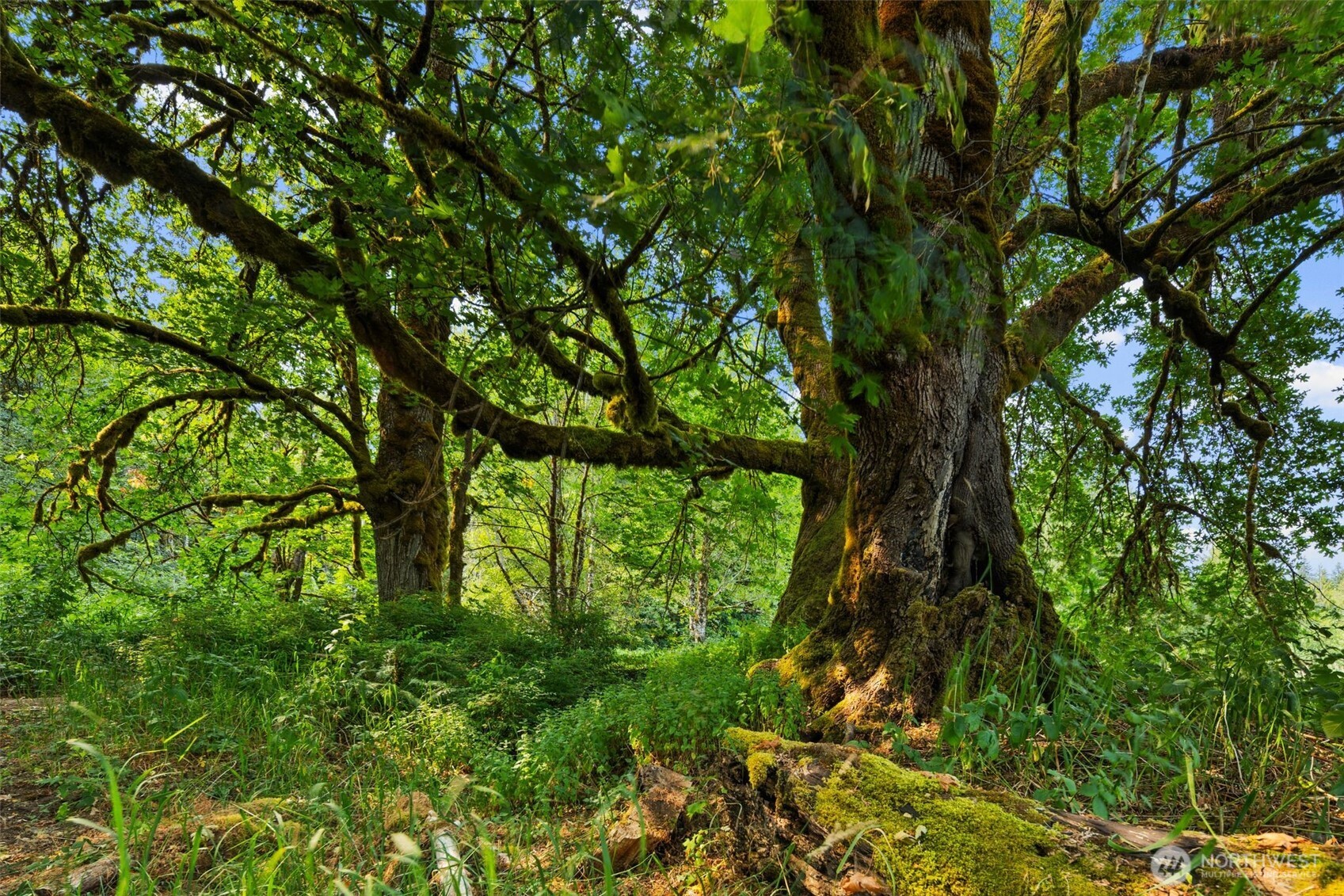 3211 W Little Egypt , Shelton, WA 98584