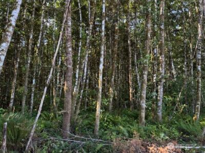 0 Lot 6 Nelson Road , Winlock, WA 98596 - Photo 13