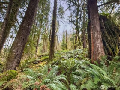 134 Tilton Drive , Morton, WA 98356 - Photo 13