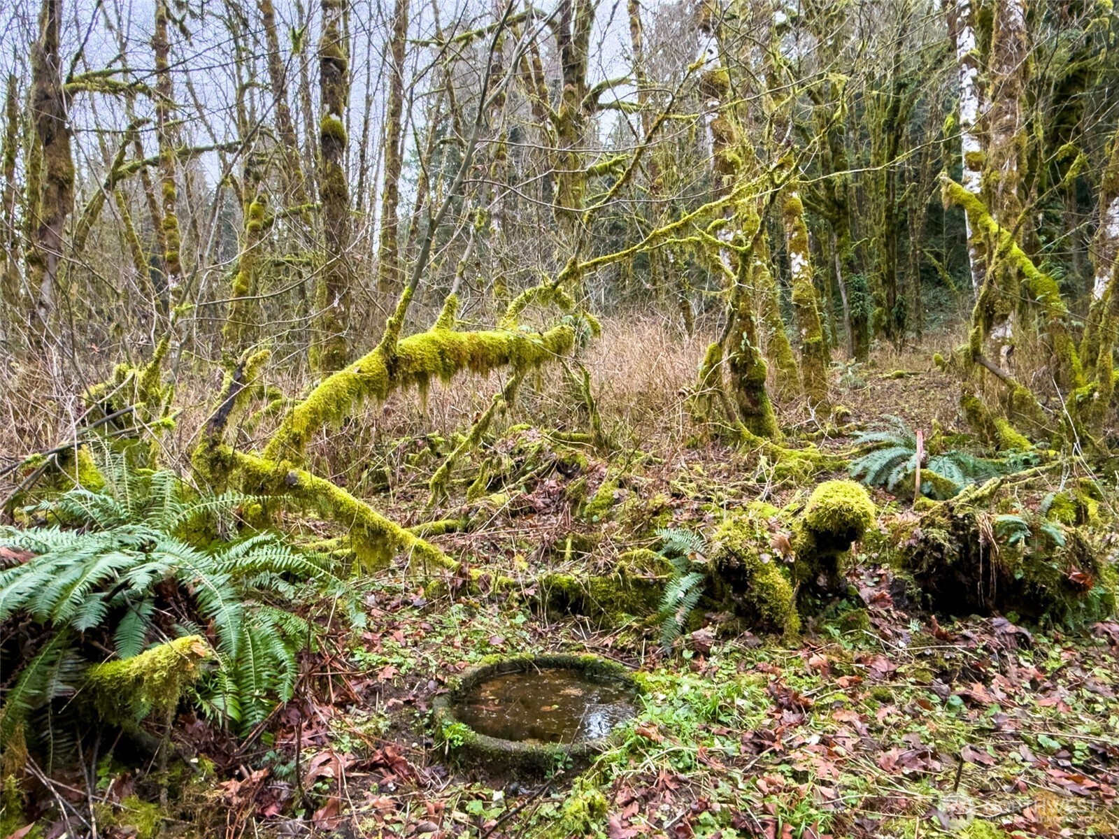 134 Tilton Drive , Morton, WA 98356