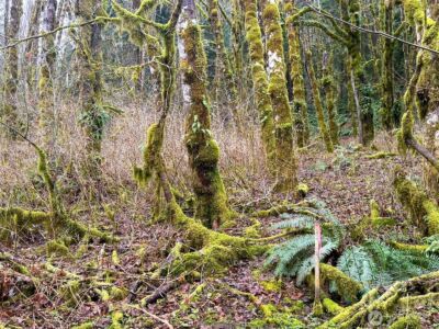 134 Tilton Drive , Morton, WA 98356 - Photo 16