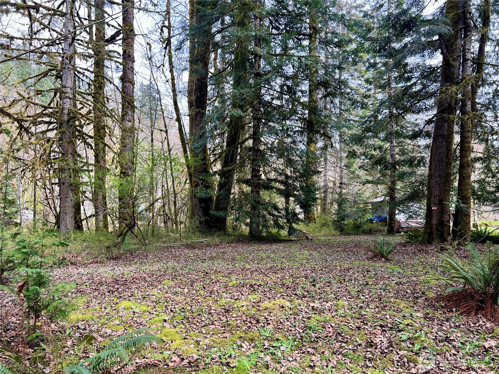 680 Mountain Trail , Brinnon, WA 98320